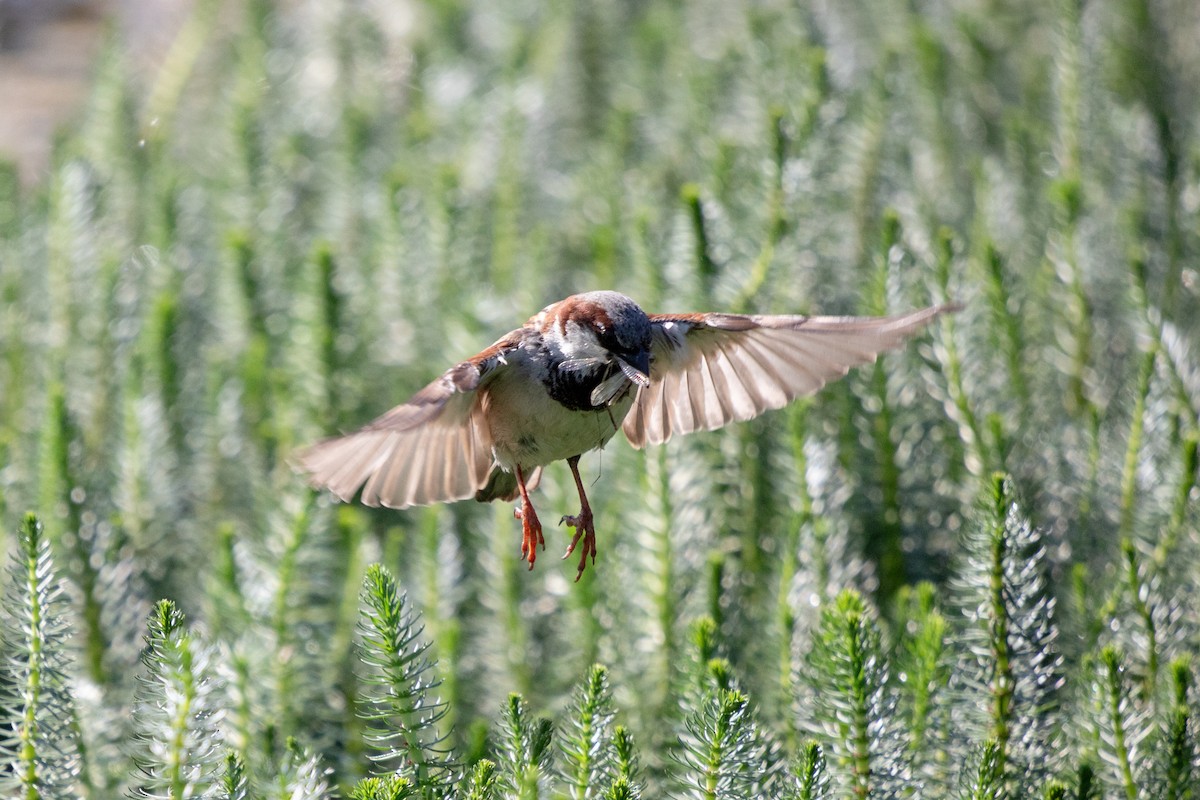 House Sparrow - Michèle Delisle