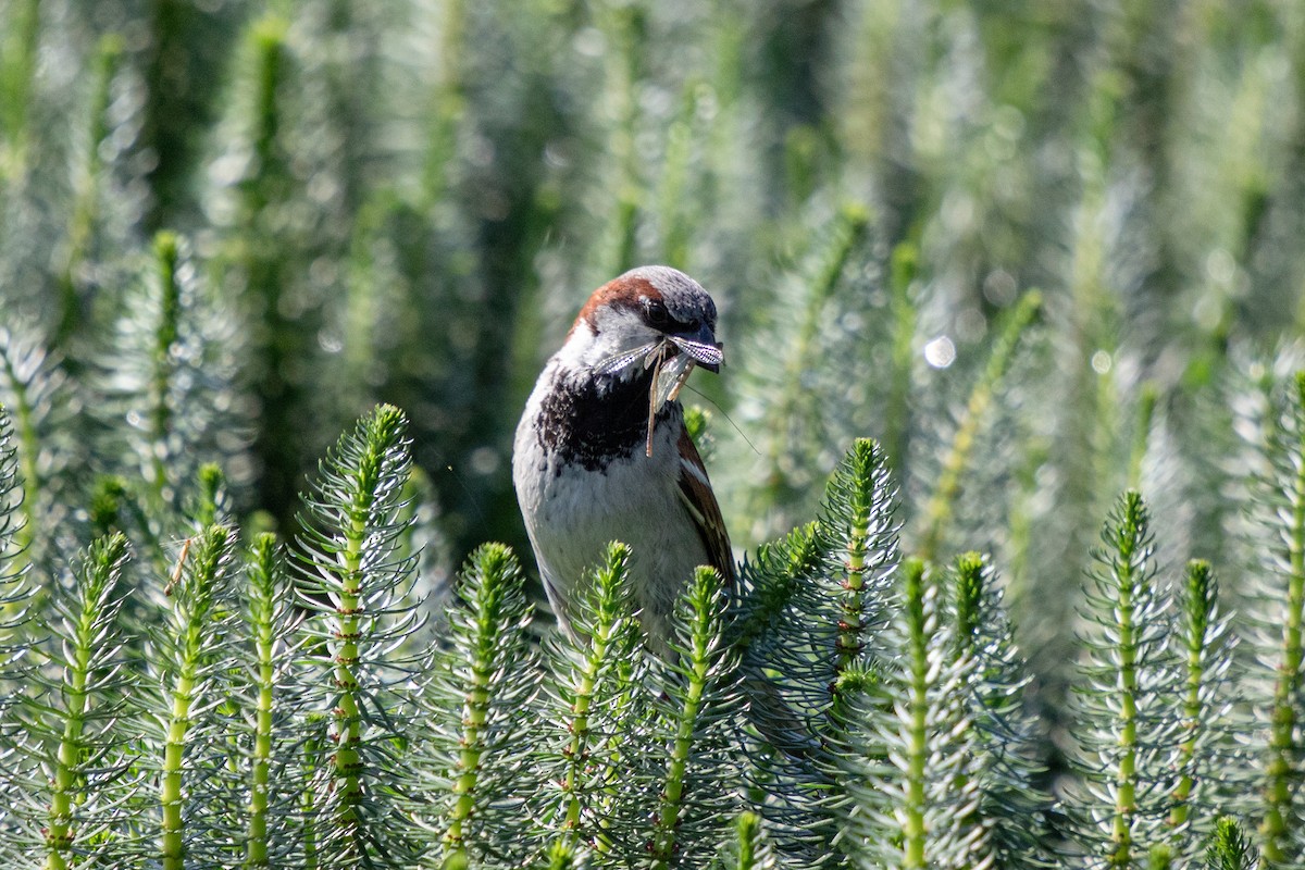 House Sparrow - Michèle Delisle