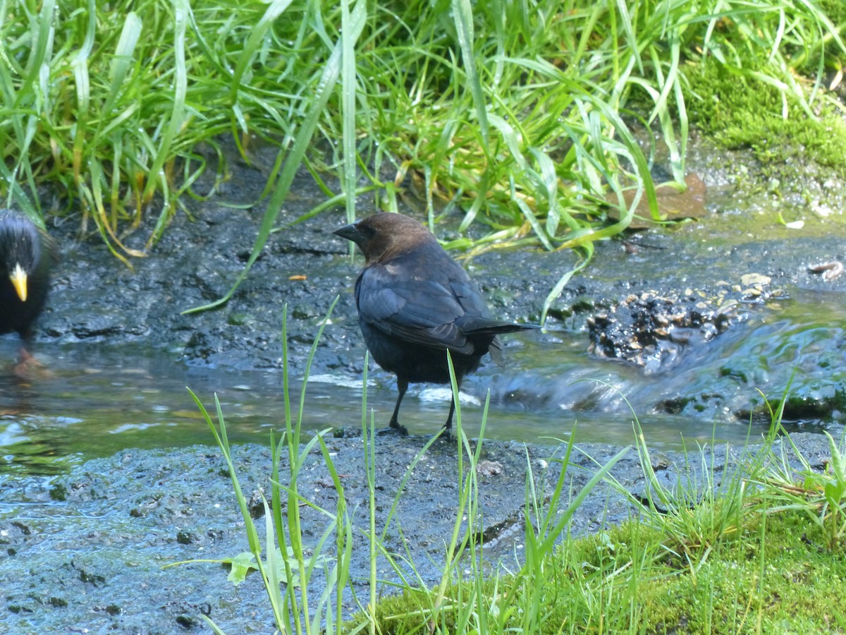 Brown-headed Cowbird - Asher Perkins