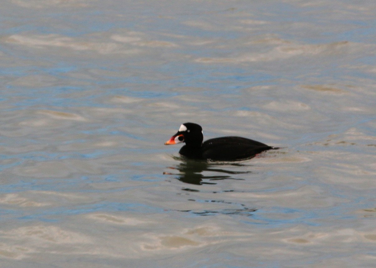 Surf Scoter - William Clark