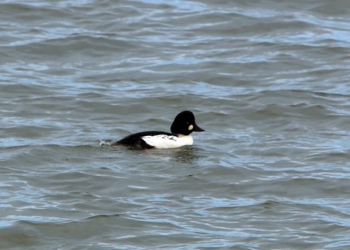 Common Goldeneye - William Clark