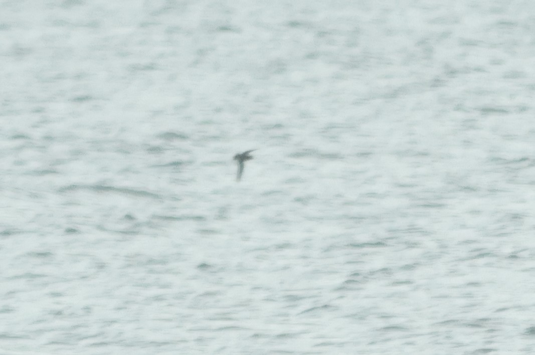 Red Phalarope - Joel Eckerson