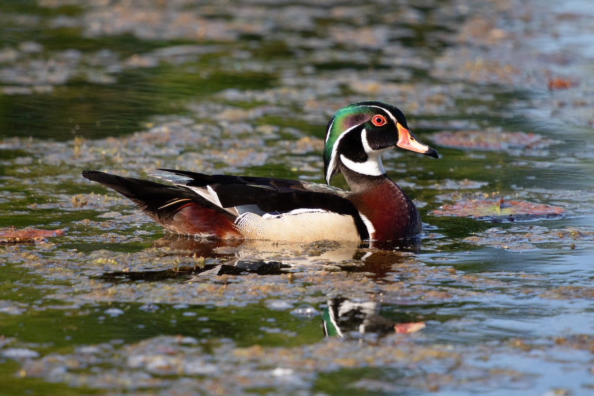 Wood Duck - Michèle Delisle