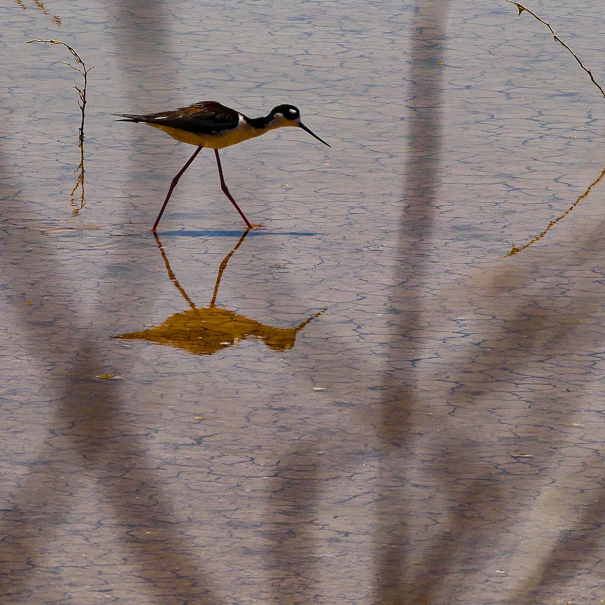 Black-necked Stilt - Jeff Pulford