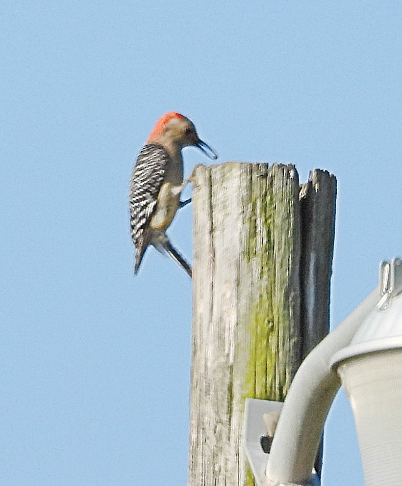 Red-bellied Woodpecker - Cheryl Huner