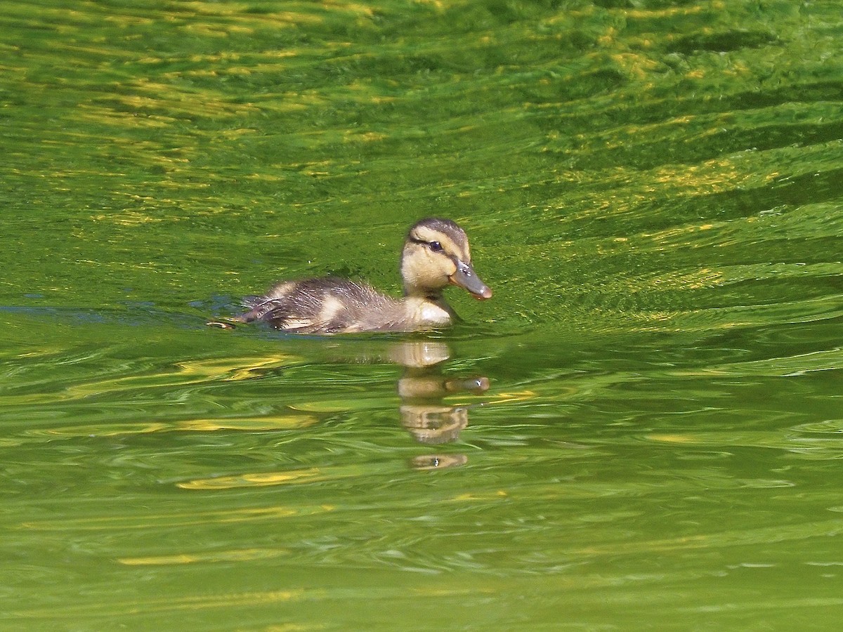 Mallard - Kathy Green