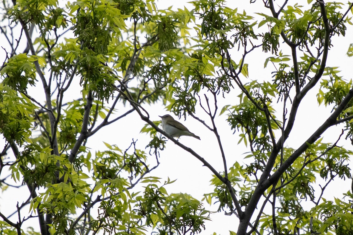 Red-eyed Vireo - Michèle Delisle