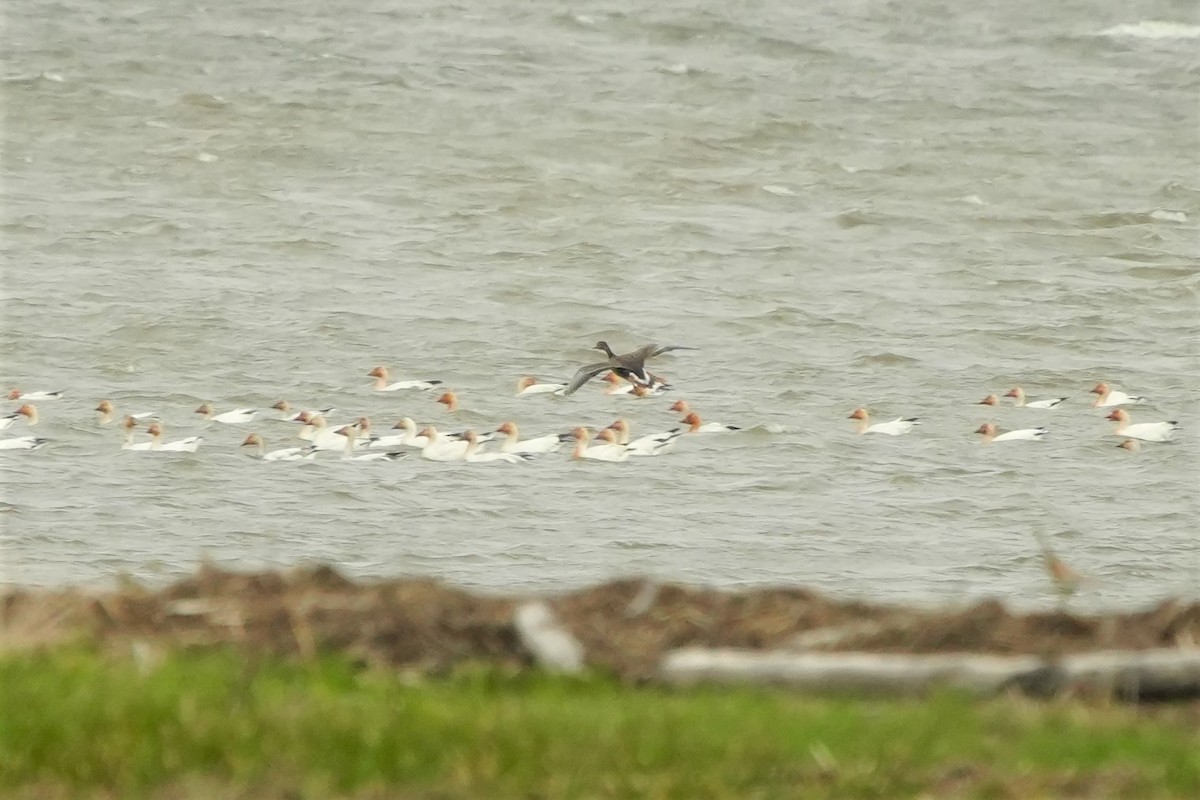 Greater White-fronted Goose - Ian Langlois Vaillancourt