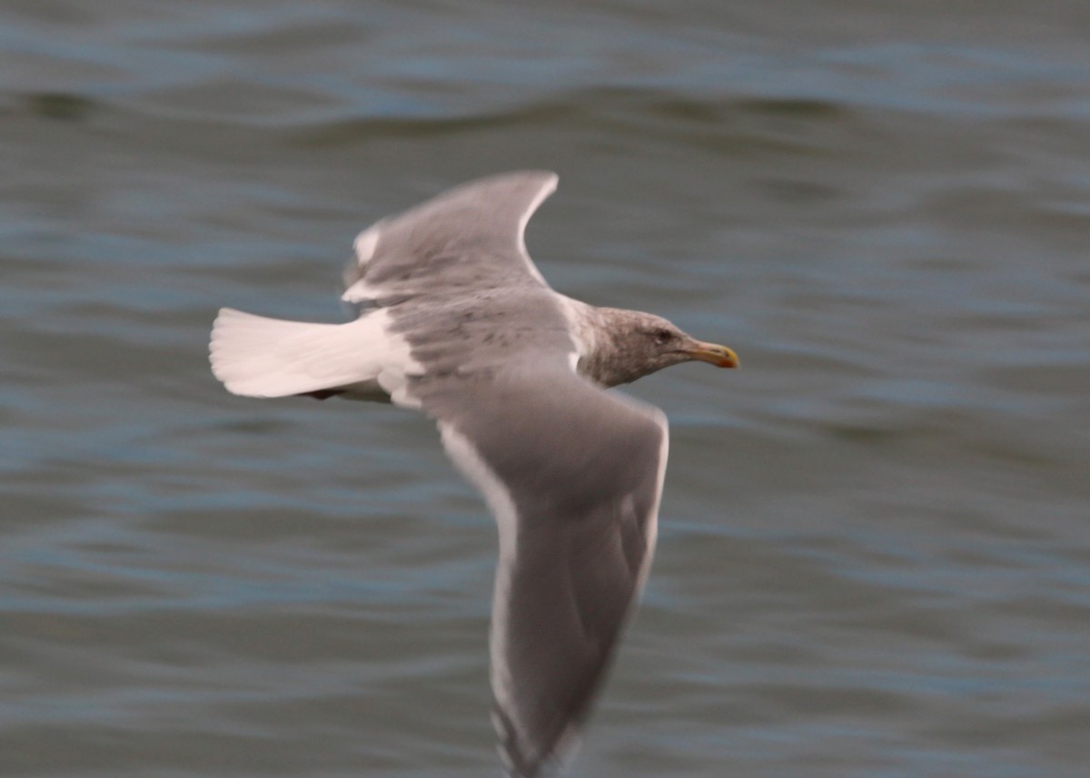 Glaucous-winged Gull - William Clark