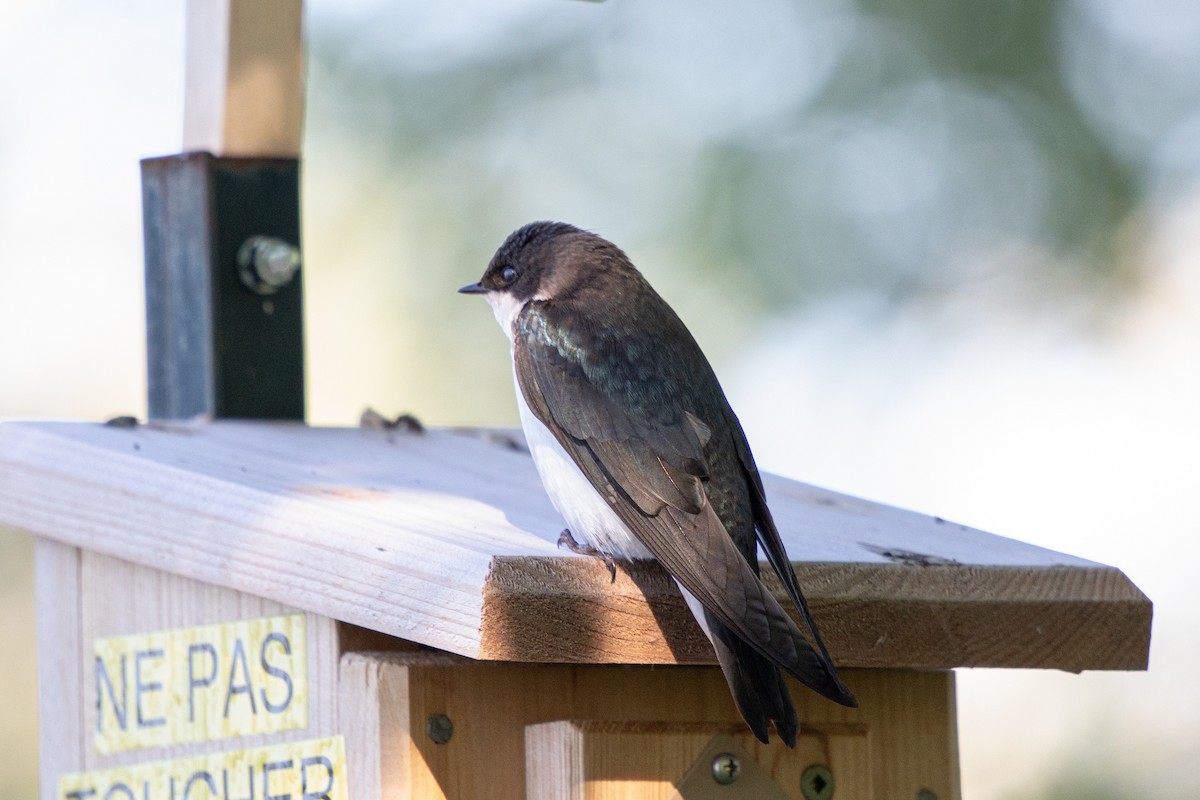 Tree Swallow - Michèle Delisle