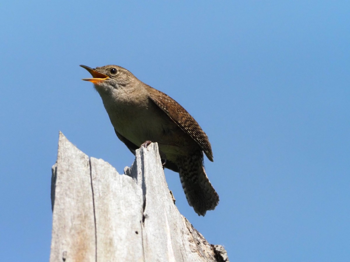 House Wren - David Zook