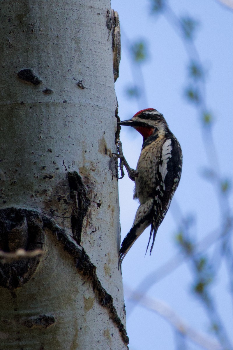 Red-naped x Red-breasted Sapsucker (hybrid) - Anonymous