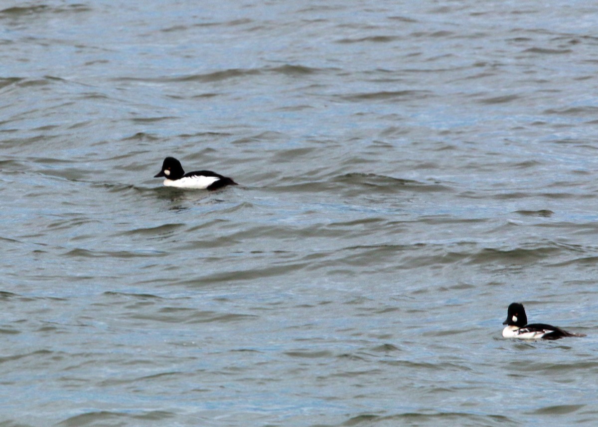 Common Goldeneye - William Clark