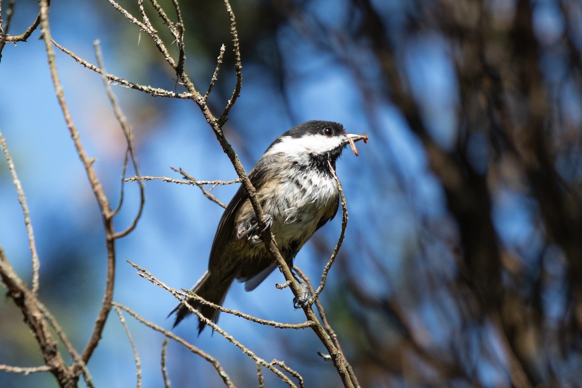 Black-capped Chickadee - Michèle Delisle