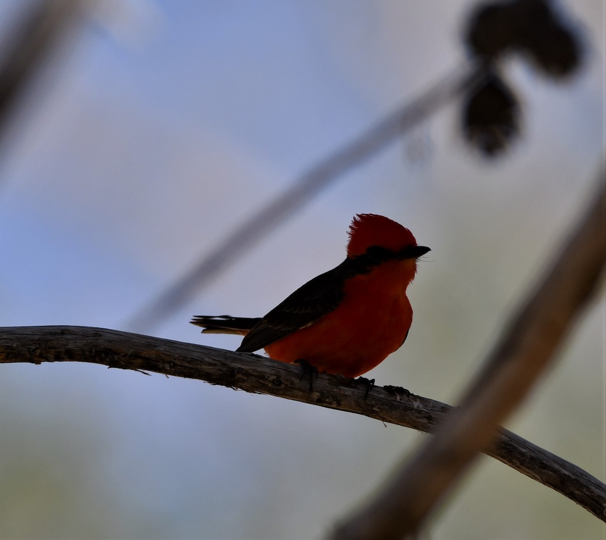 Vermilion Flycatcher - Lael Rudisill