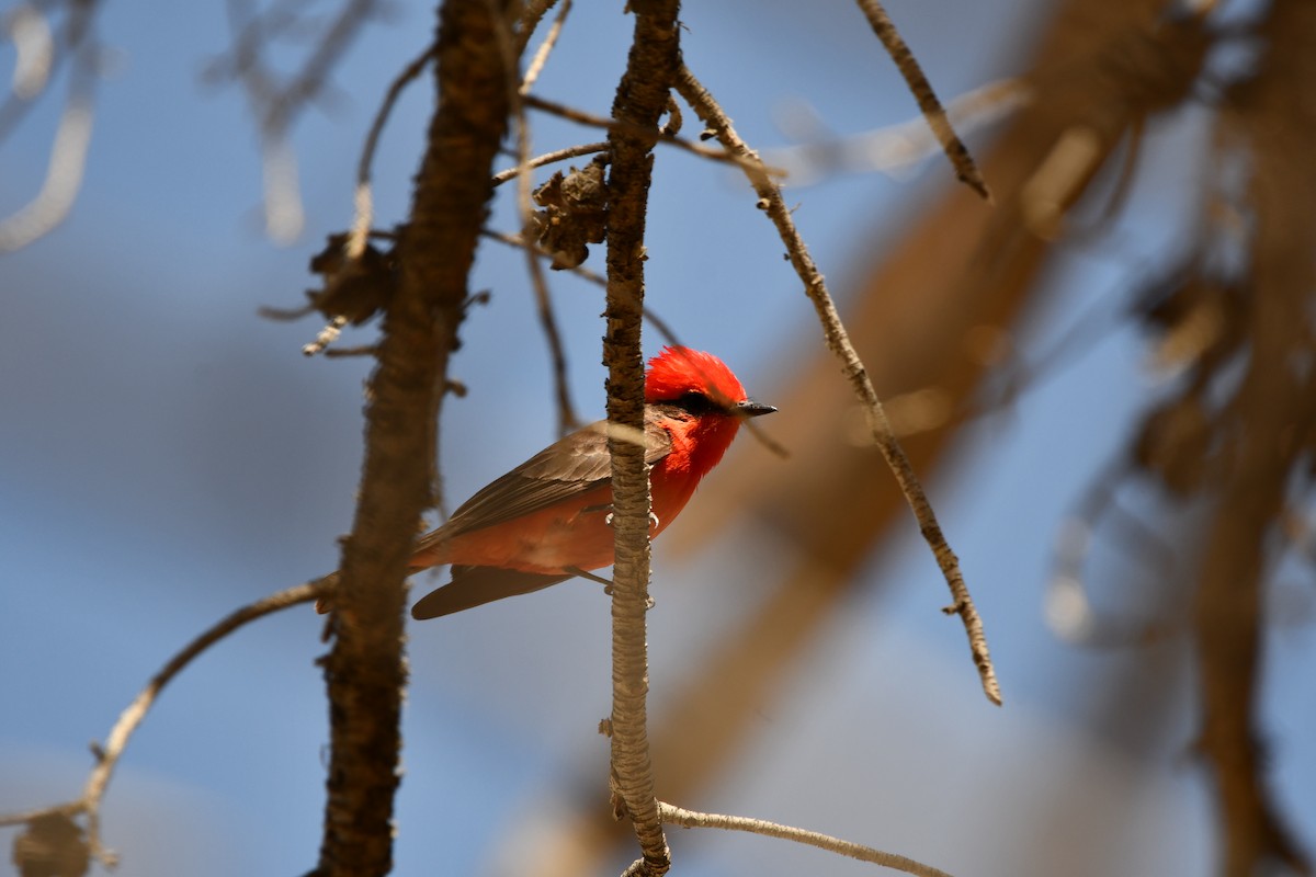 Vermilion Flycatcher - Lael Rudisill