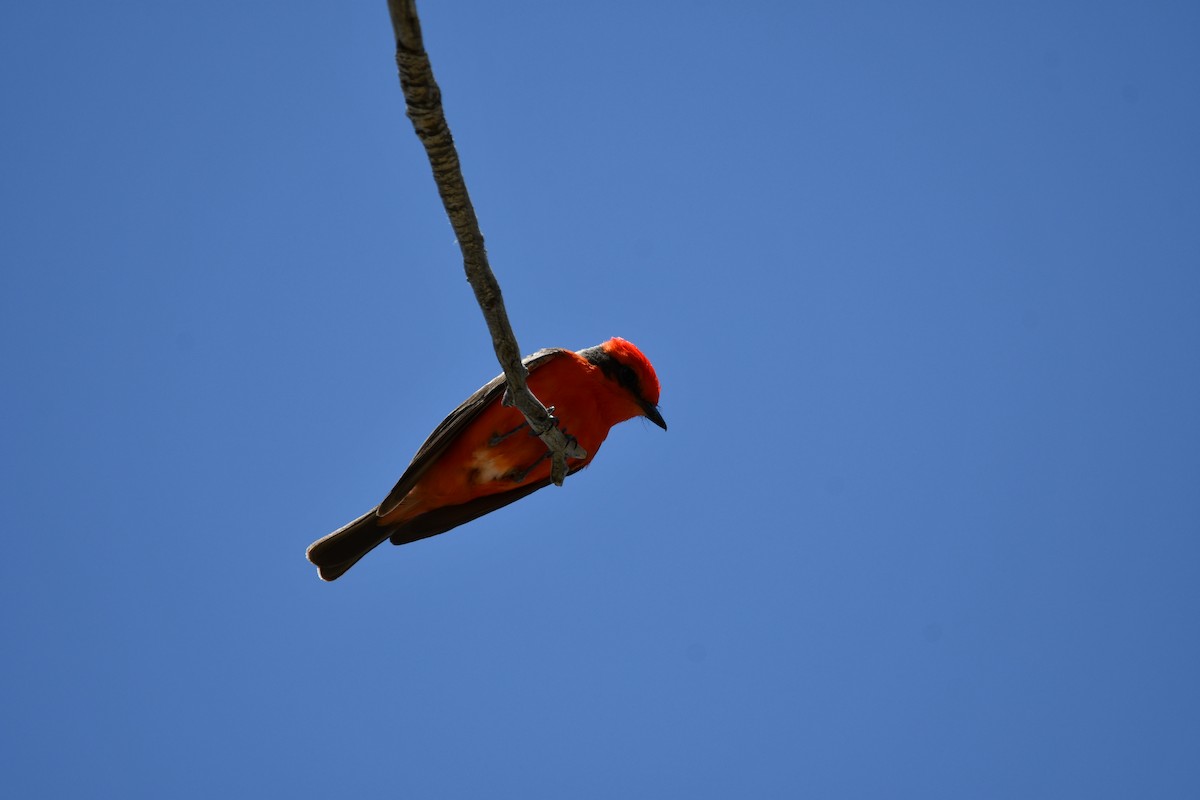 Vermilion Flycatcher - Lael Rudisill