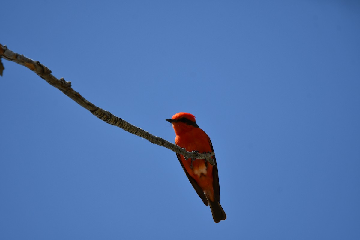 Vermilion Flycatcher - Lael Rudisill