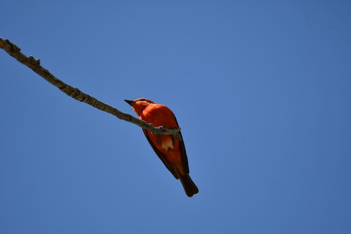 Vermilion Flycatcher - Lael Rudisill