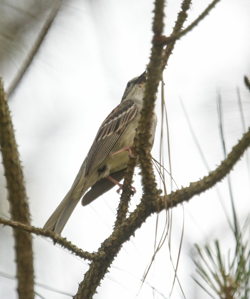 Chipping Sparrow - Margaret Poethig