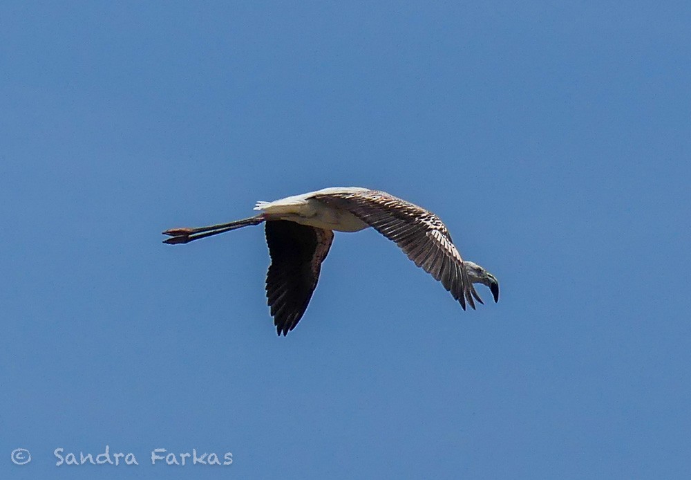 Chilean Flamingo - Sandra Farkas