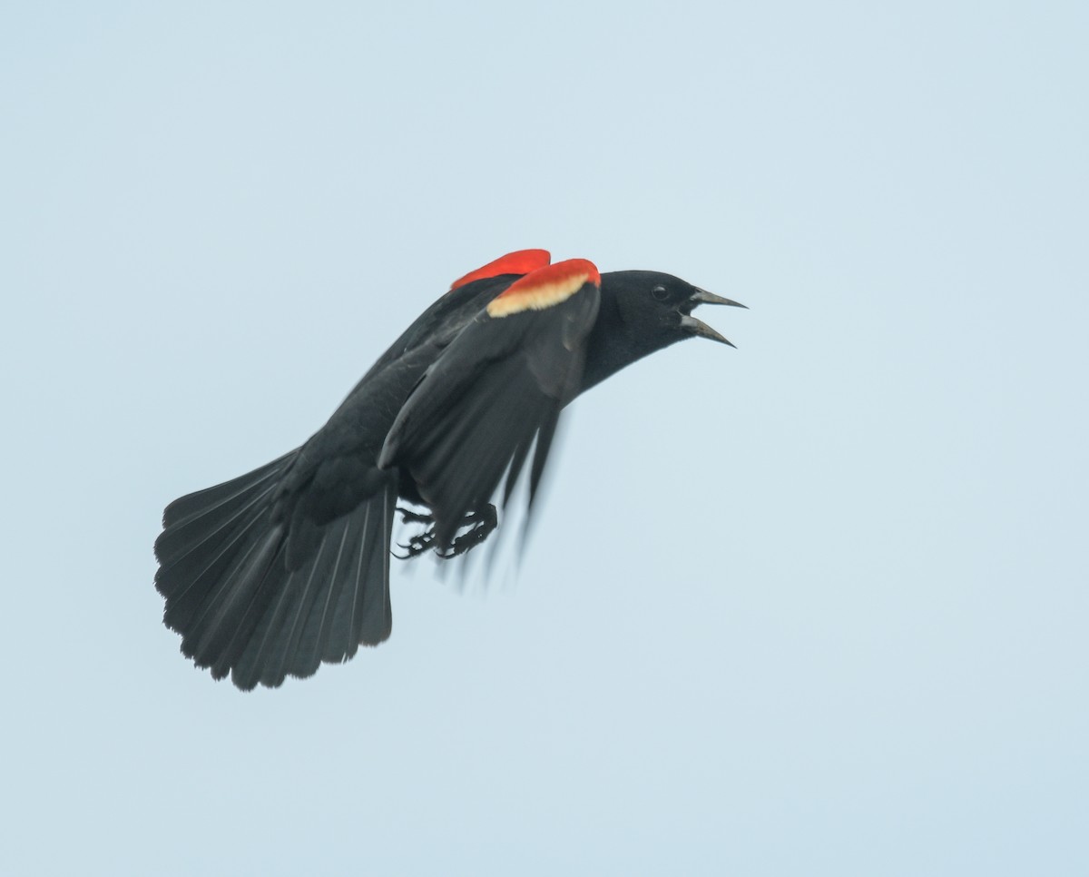 Red-winged Blackbird - Margaret Poethig