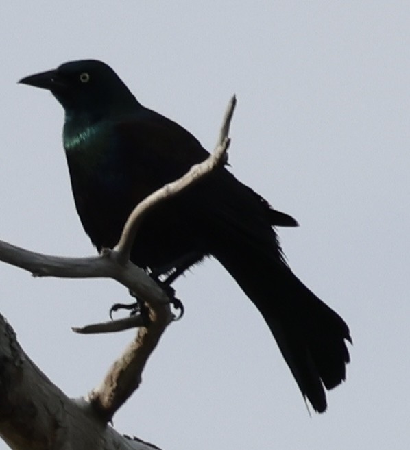 Common Grackle - burton balkind