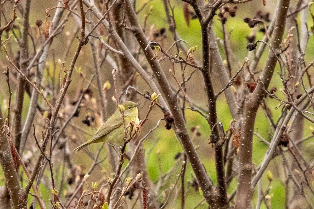 Orange-crowned Warbler - Jean-Daniel Fiset