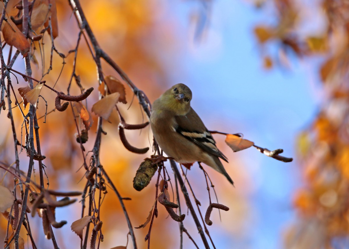 American Goldfinch - William Clark