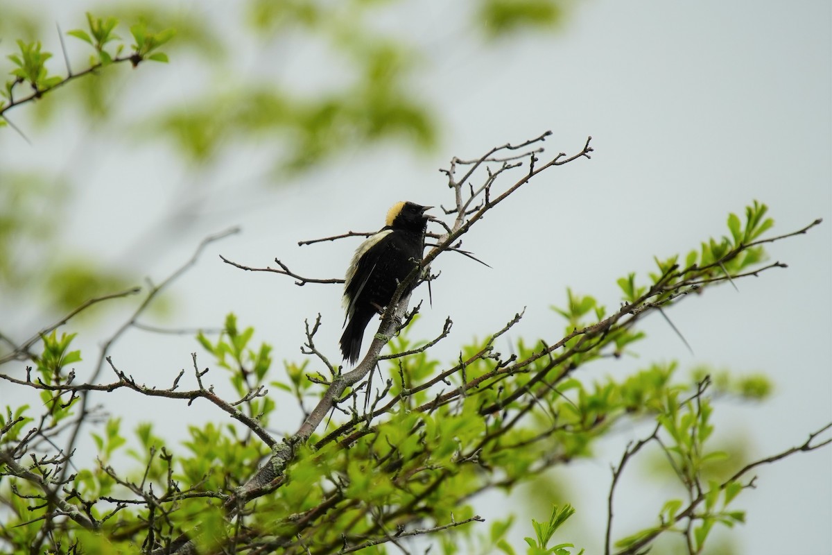 Bobolink - Ian Langlois Vaillancourt