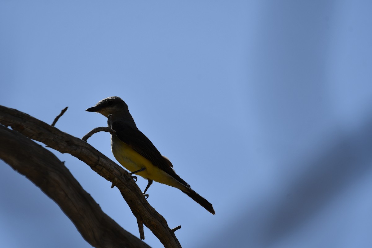 Western Kingbird - Lael Rudisill