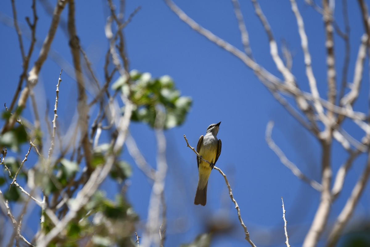 Western Kingbird - Lael Rudisill