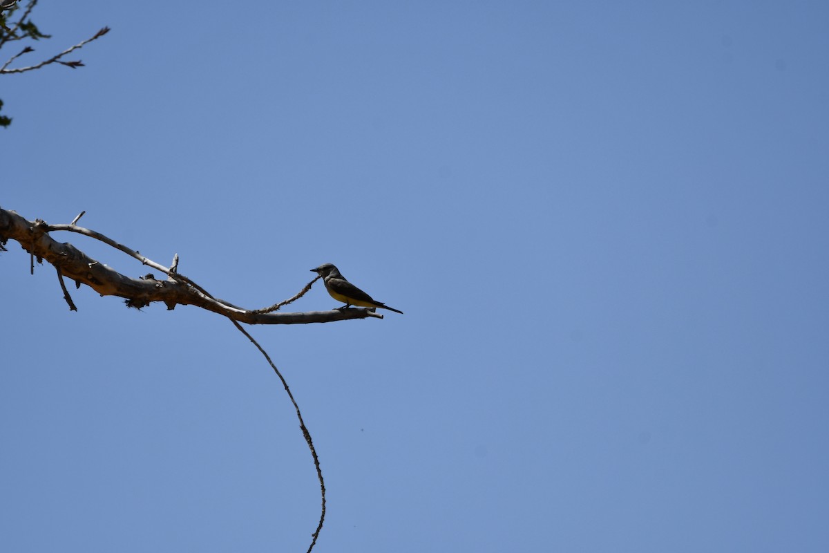 Western Kingbird - Lael Rudisill