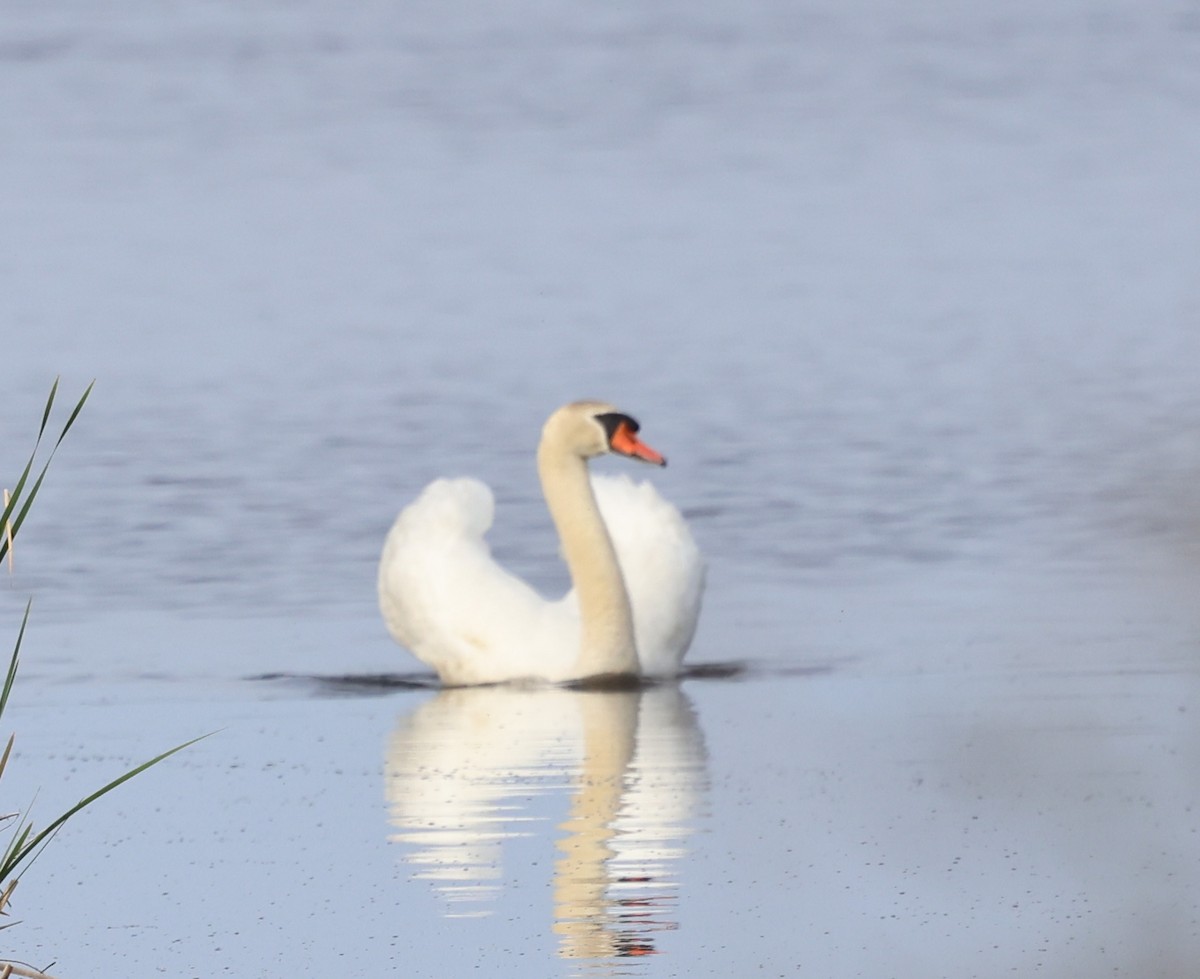 Mute Swan - burton balkind