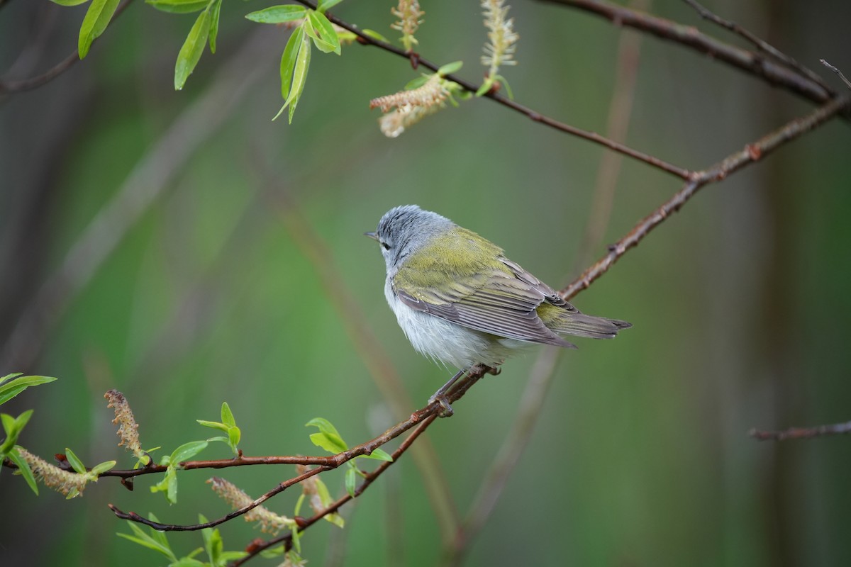 Tennessee Warbler - Ian Langlois Vaillancourt