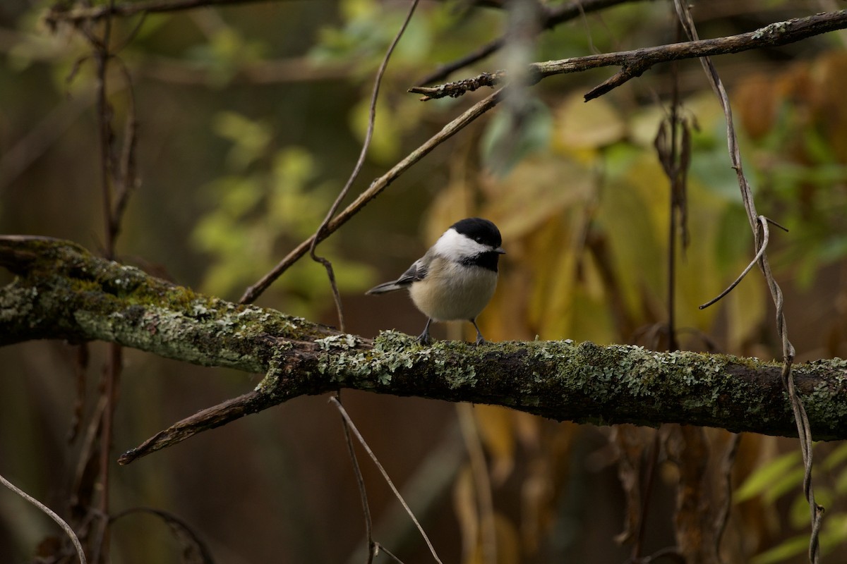 Black-capped Chickadee - Joseph Bratta