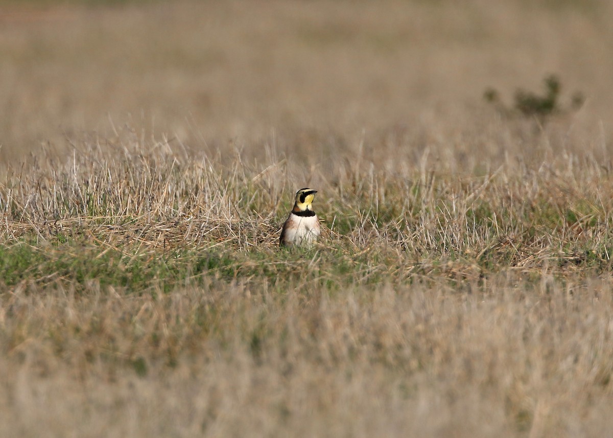 Horned Lark - William Clark