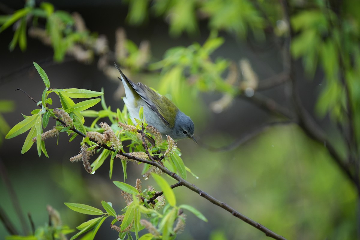 Tennessee Warbler - Ian Langlois Vaillancourt