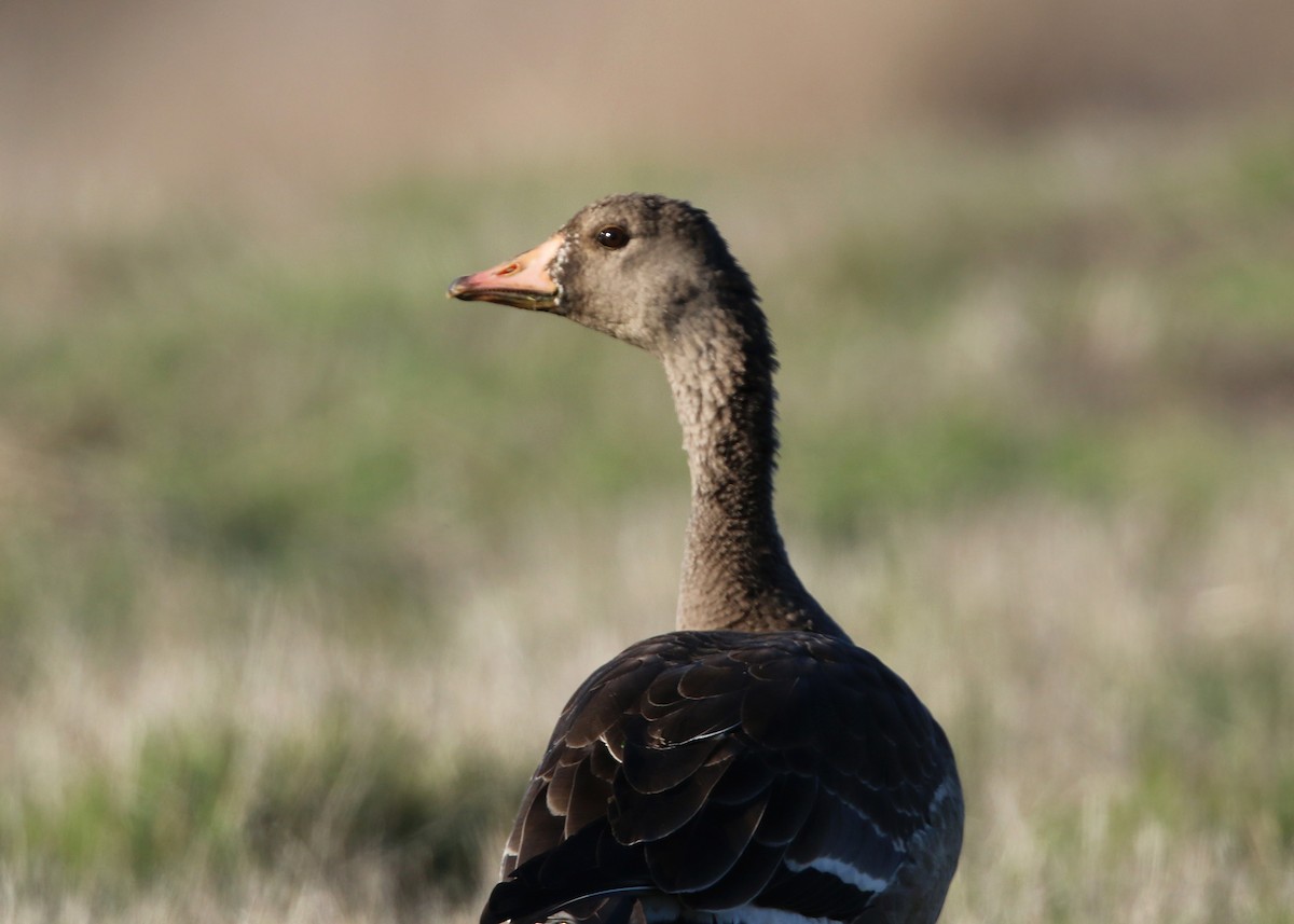 Greater White-fronted Goose - William Clark