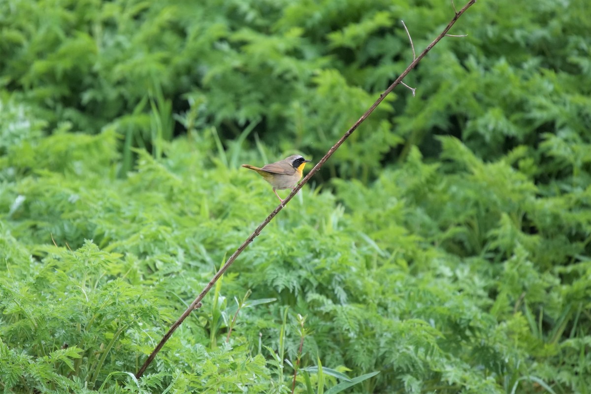 Common Yellowthroat - Ian Langlois Vaillancourt