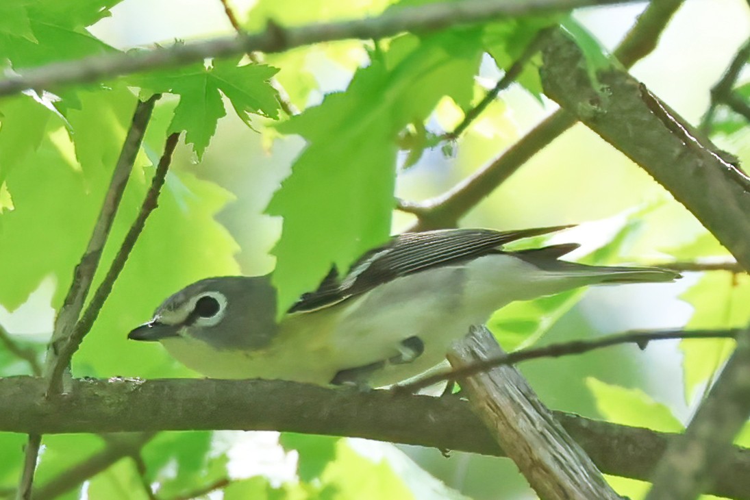 Cassin's Vireo - Garth V. Riley