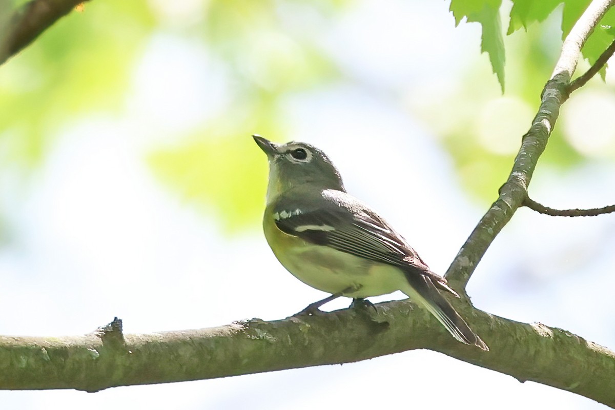 Cassin's Vireo - Garth V. Riley