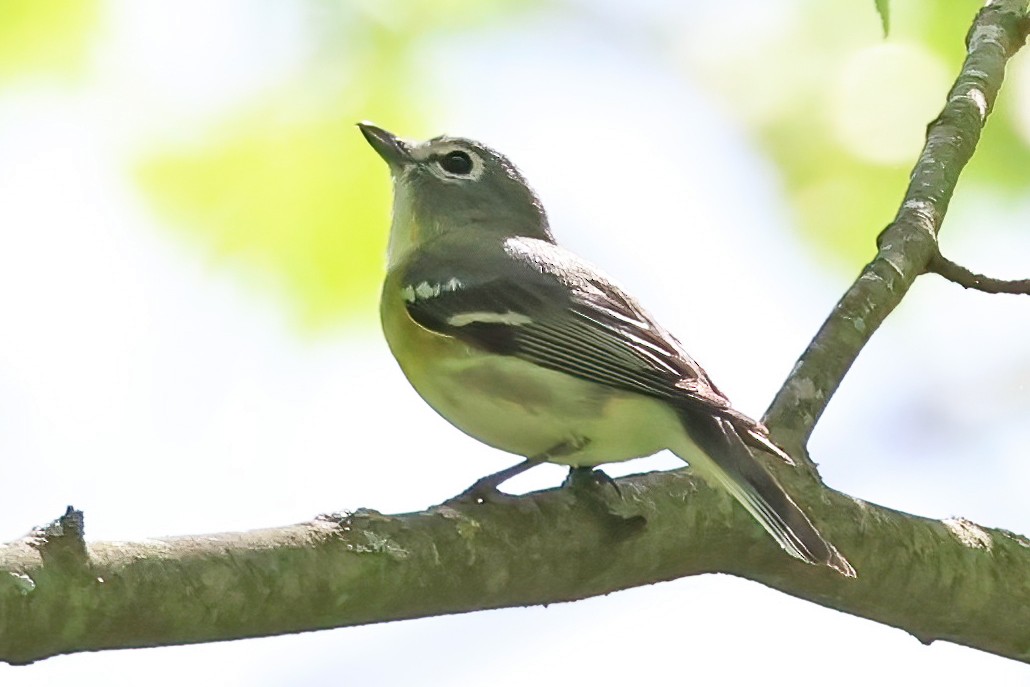 Cassin's Vireo - Garth V. Riley