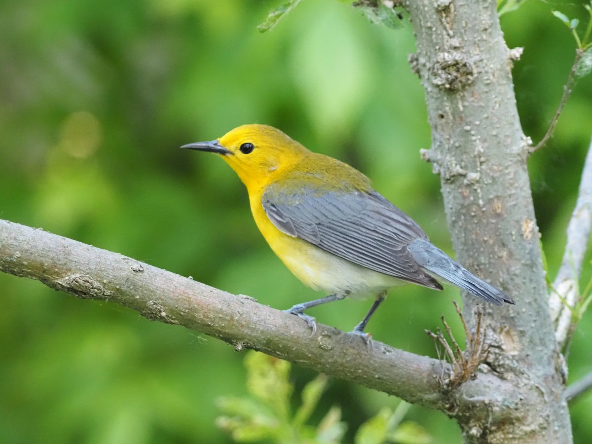 Prothonotary Warbler - David Zook