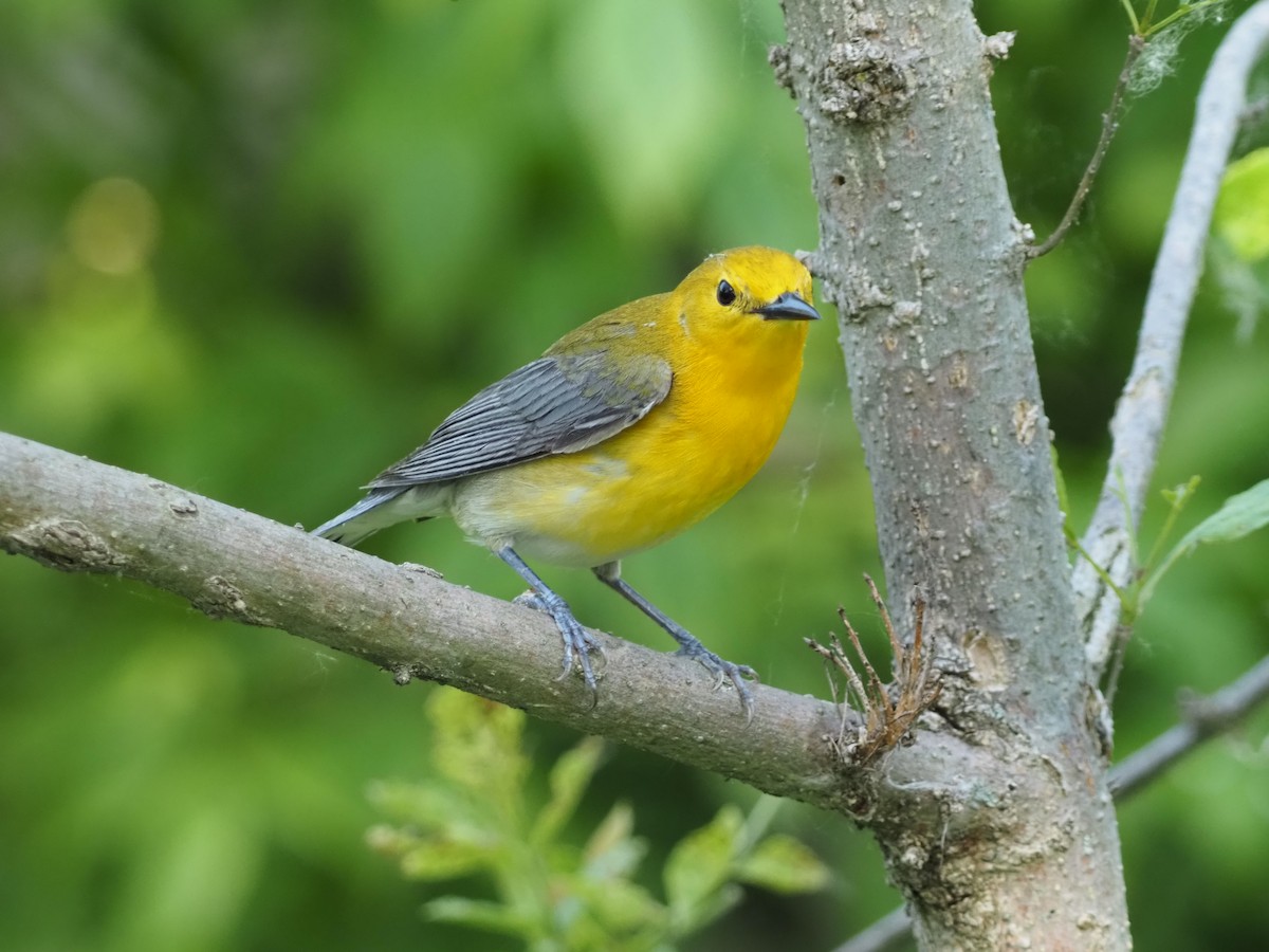 Prothonotary Warbler - David Zook