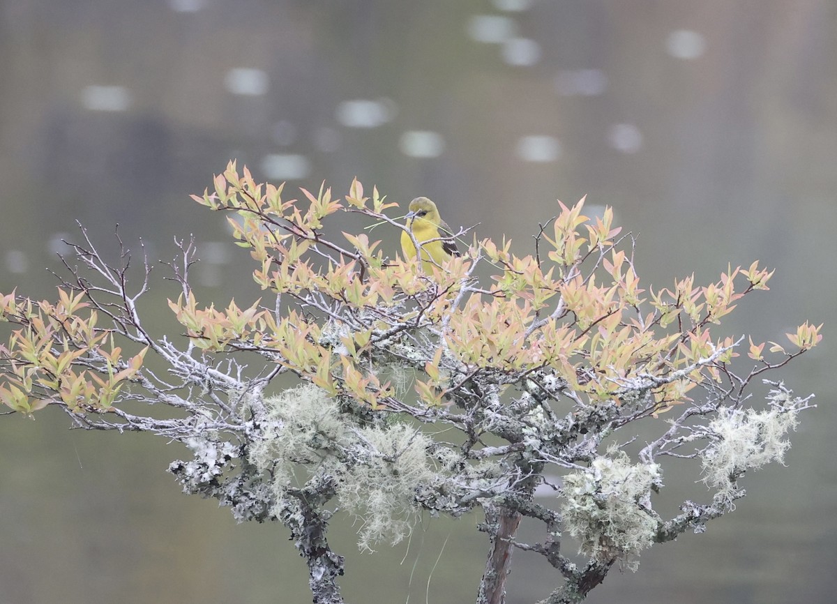 Orchard Oriole - ML619506670