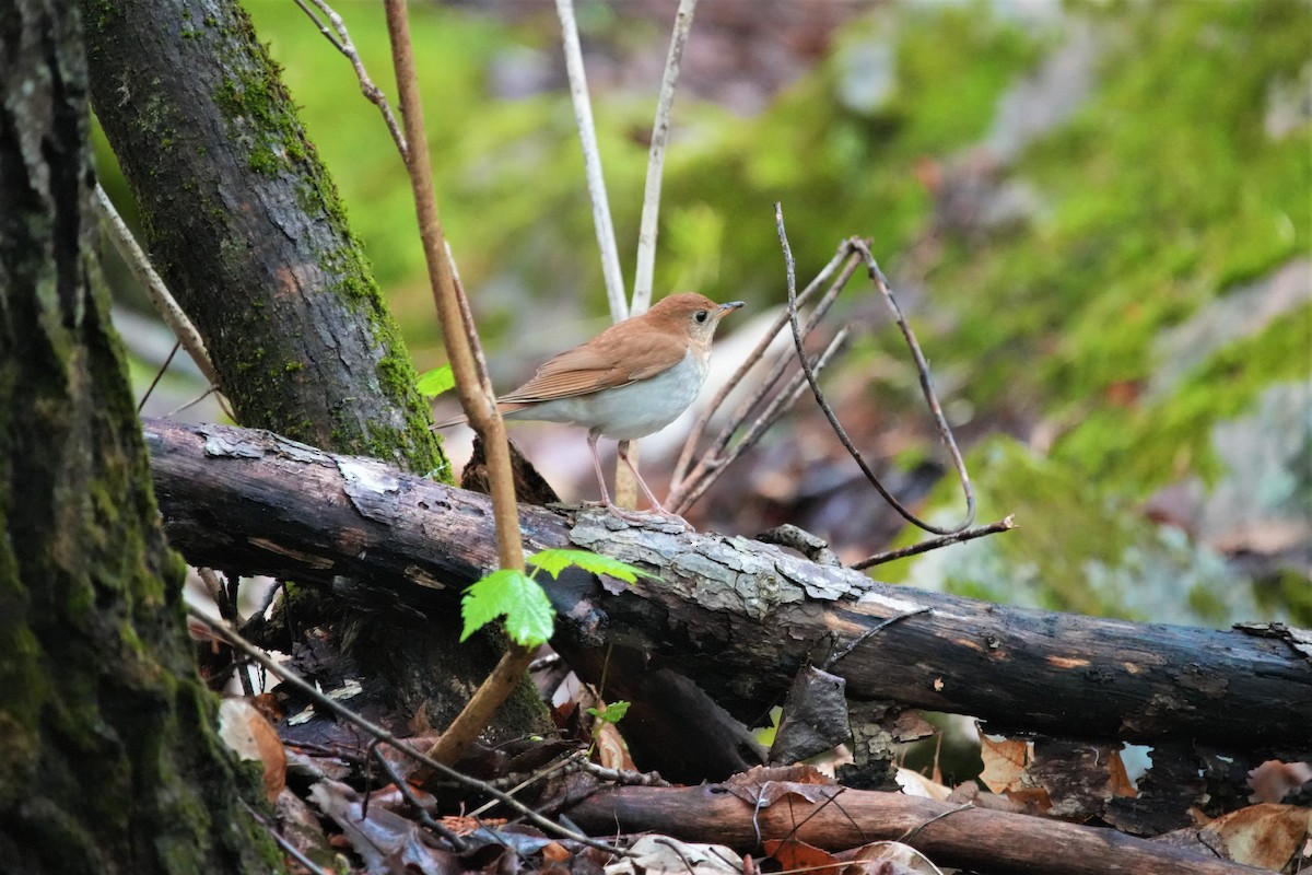 Veery - Ian Langlois Vaillancourt