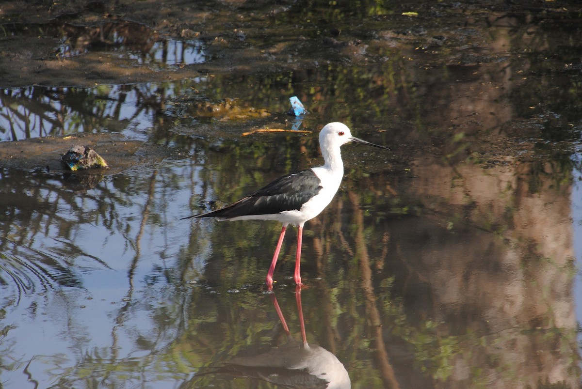 Black-winged Stilt - Alyssa DeRubeis