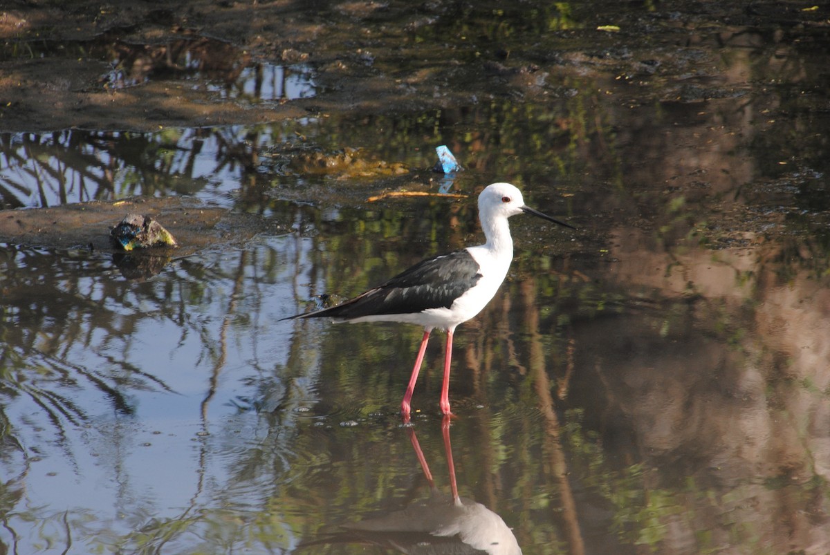 Black-winged Stilt - Alyssa DeRubeis