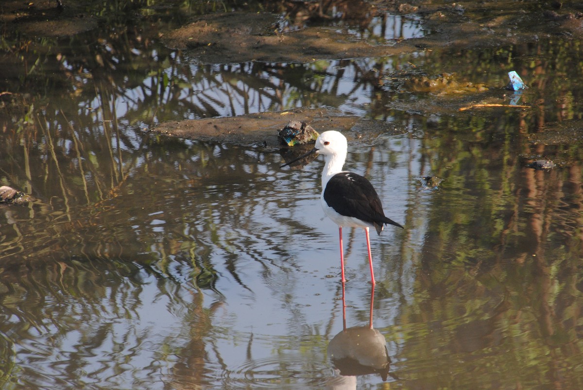 Black-winged Stilt - Alyssa DeRubeis